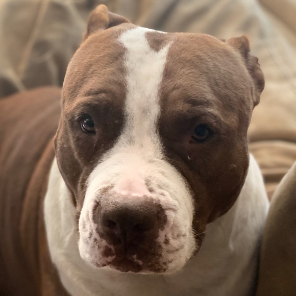 Profile Picture of Lauren Apodaca (@laurenapodaca) on Poshmark