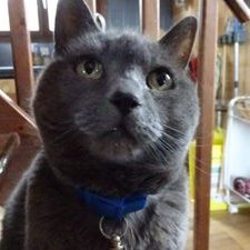 Profile Picture of Mark Lam (@marklam3rivers) on Twitter