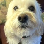 Profile Picture of Jess Bragg (@myarchiedog) on Instagram