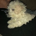 Profile Picture of Candy_gr (@candy_perrito) on Instagram