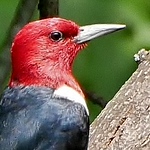 Profile Picture of Peter Giesbrecht (@Old Geezer.) on Flickr