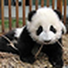 Profile Picture of Wayne Zhang (@Wayne_Zhang) on Flickr