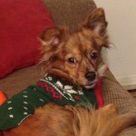 Profile Picture of Beanie James Fiore (@beanie_james) on Instagram