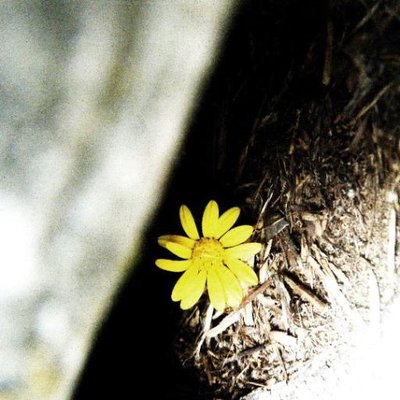 Profile Picture of Dixie Cook (@CookDixie) on Twitter