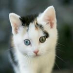 Profile Picture of Adam Pěnička (@adampenicka) on Instagram