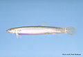 Profile Picture of Pond loachon Wikipedia