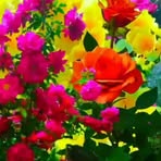 Profile Picture of Rabbi Hoseen (@Rabbi-Hoseen) on Facebook