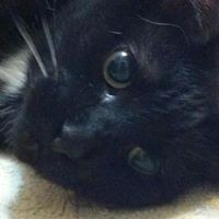 Profile Picture of Amanda Tipple (@amanda-tipple-2) on Quora