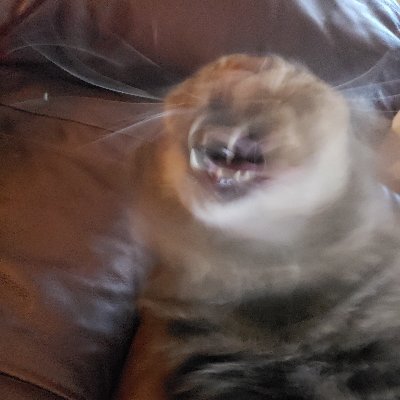 Profile Picture of Cora Coleman (@CoraLeigh711) on Twitter