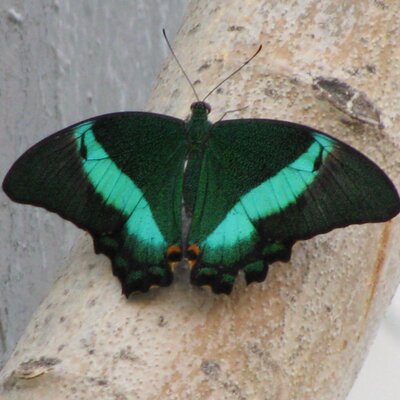 Profile Picture of Julia Medved (@VedmidJ) on Twitter