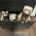Profile Picture of Cindy Brue-Robbins (@bruerobbins) on Instagram