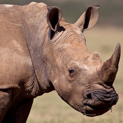 Profile Picture of Robert Scurr (@RobertScurr) on Twitter