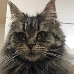 Profile Picture of 밤실이 (@bogle_bogle_bogle) on Instagram