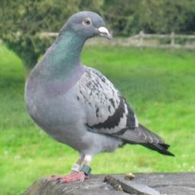 Profile Picture of Kevin (@Shout_OutsGiven) on Twitter