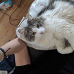 Profile Picture of Bradley Buchanan (@spass_buchanan) on Instagram