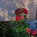 Profile Picture of Ivonne Jimenez (@berenice jiménez) on Flickr