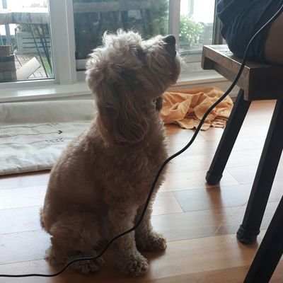 Profile Picture of Jin Tsai Wu (@jinThaiwu2) on Twitter