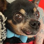 Profile Picture of Elton The Tiny Dancer (@eltonthetinydancer) on Instagram