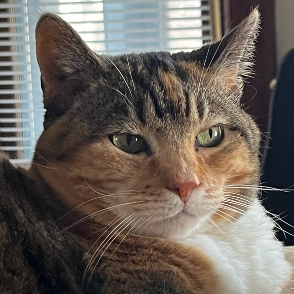 Profile Picture of Hannah Hazel (@boredthrifter) on Poshmark