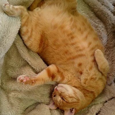 Profile Picture of Gatto Grasso (@uwasano_james) on Twitter