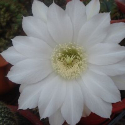 Profile Picture of Somchai (@pepoo16) on Twitter