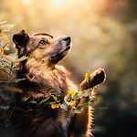 Profile Picture of Christopher David (@hoangminh22012010) on Flickr