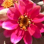 Profile Picture of Alexa Bird (@alexa_bird06) on Instagram