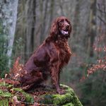 Profile Picture of Lacey Longlegs (@laceytheirish) on Instagram