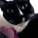Profile Picture of Shanan Kercher (@oxshananxo) on Pinterest