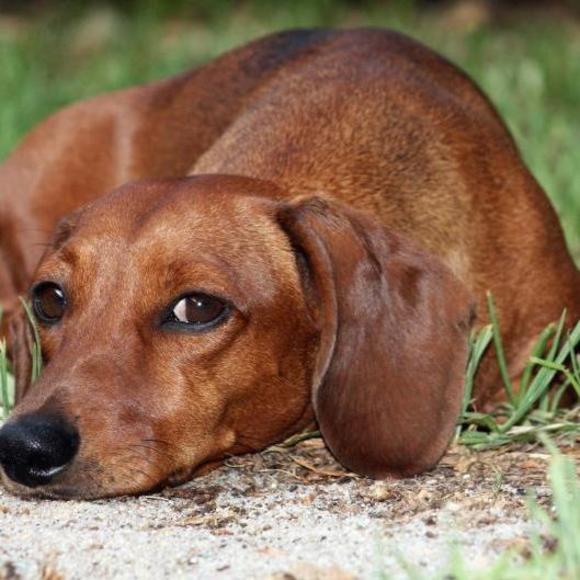 Profile Picture of Bonnie Peschel (@blap) on Poshmark