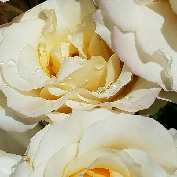 Profile Picture of Reema Prasad (@reemaprasad) on Poshmark