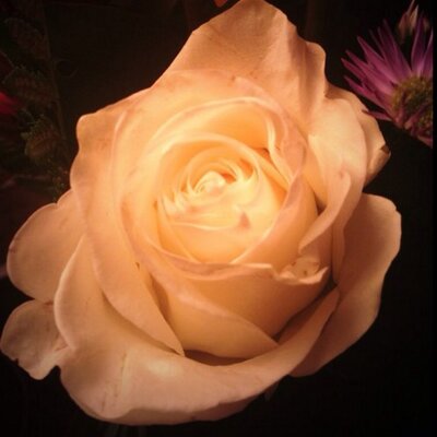 Profile Picture of Lillian Ryan (@ForeverLillian) on Twitter