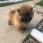 Profile Picture of Winston The Chow (@winston_thechow) on Instagram