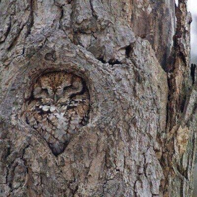 Profile Picture of Rabbit@ThePlate (@HareJeff) on Twitter