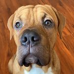 Profile Picture of Bowser Kim Yi (@bowser.ca) on Instagram