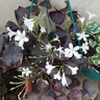 Profile Picture of Nasrin Haque (@nasrin-haque-20) on Quora