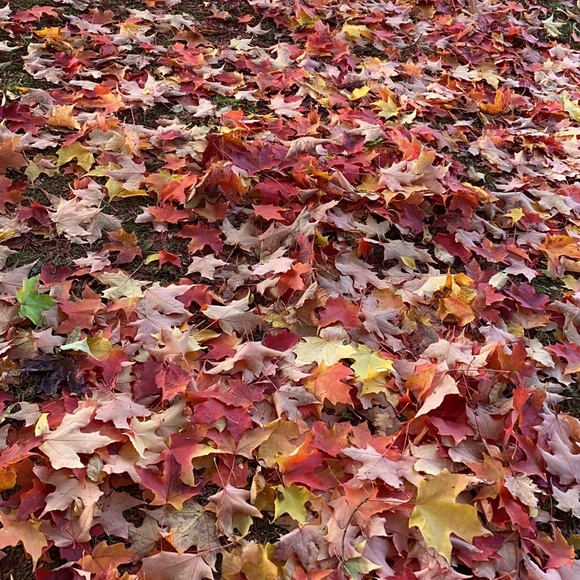 Profile Picture of Danielle Feng (@dfa100604) on Poshmark