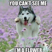 Profile Picture of Greg Bauer (@honk526) on Youtube