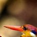 Profile Picture of Nancy Westmoreland (@nancywest) on Pinterest