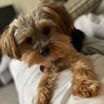 Profile Picture of Smith Thompson (@smith_the_yorkie) on Instagram