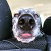 Profile Picture of Corrigan Kelly (@patches2004) on Pinterest