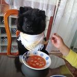 Profile Picture of Tao 💖 (@tao.chow.puppy) on Instagram