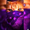 Profile Picture of Bryan Rodrigues (@@bryanrodrigues372) on Tiktok