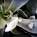 Profile Picture of Alice Stacy (@chanmarcstrite) on Instagram