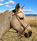 Profile Picture of Hackamore - Wikipediaon Wikipedia