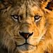 Profile Picture of Toby Bernard (@tobybernard9) on Pinterest
