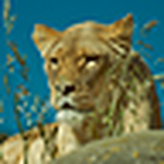 Profile Picture of Moggeynz (@moggeynz) on Flickr