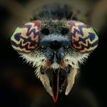 Profile Picture of Wolfgang Brandl (@wolfi.macro) on Instagram