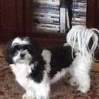 Profile Picture of Barbara Zach (@ZachBarb) on Twitter