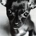 Profile Picture of Gerald Riddle (@loco4christlive) on Pinterest